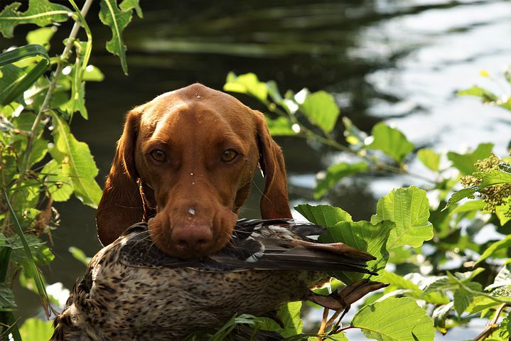 Chien de chasse