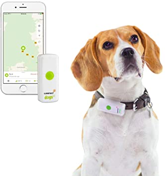 Collier GPS pour chien de chasse : lequel choisir et pourquoi ?