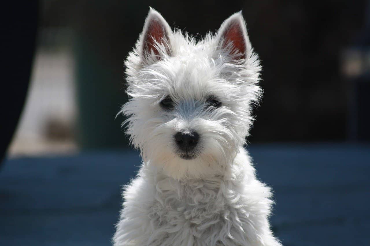 petit chien blanc