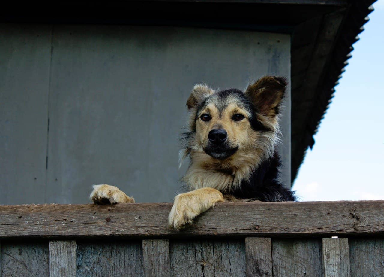 chien sur une clôture