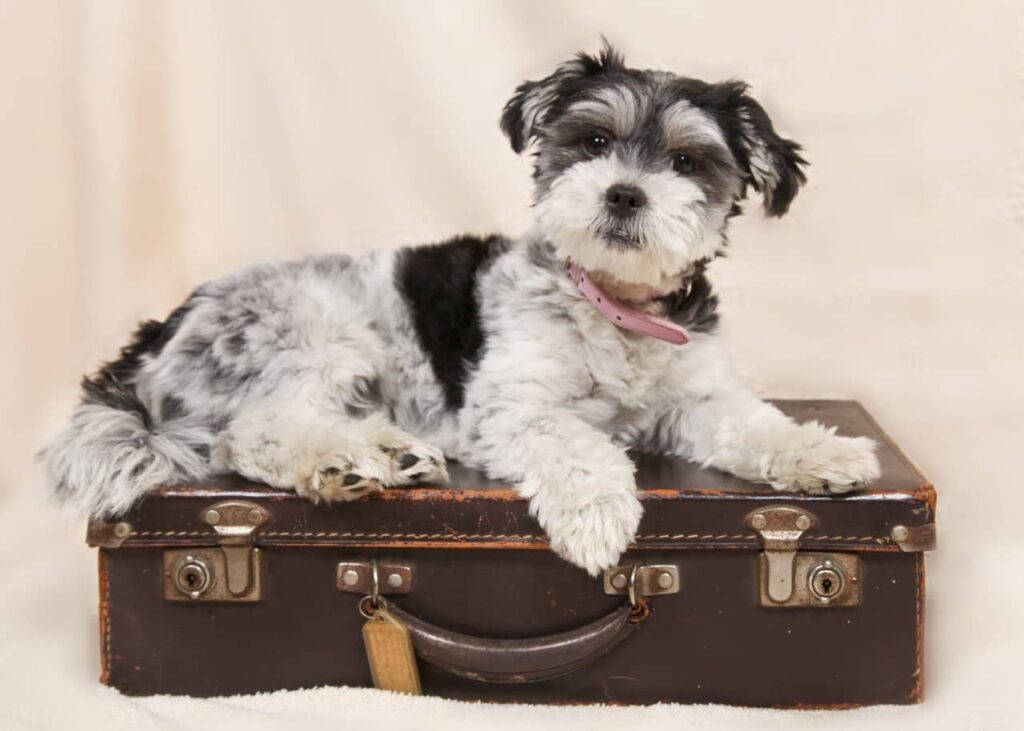 Chien sur une valise