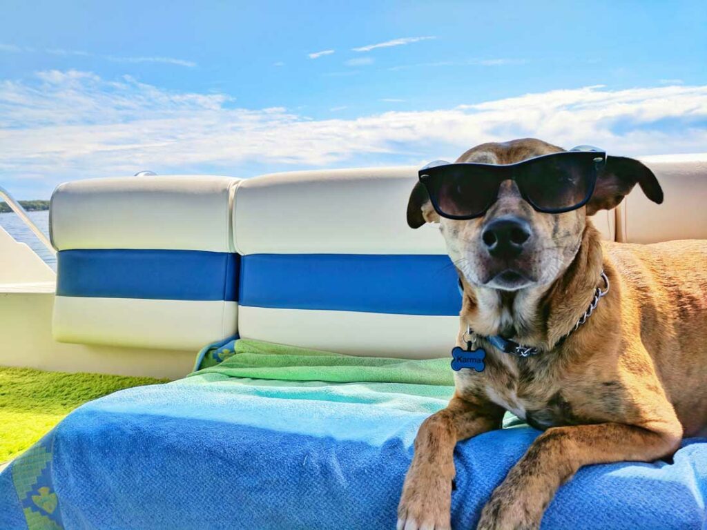 Chien en vacances avec des lunettes de soleil